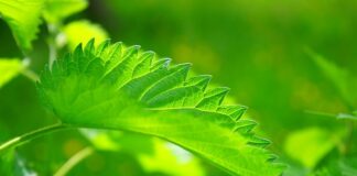 Czy histamina jest w czekoladzie?