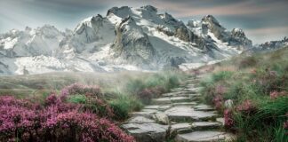 Jaka powinna być klatka dla fretki?