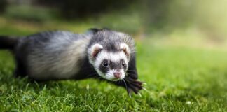 Czy fretka może jeść karmę dla kota?