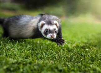 Czy fretka może jeść karmę dla kota?