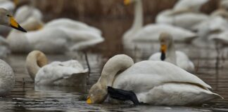 Co zrobić gdy swędzi mnie pochwa zapytaj?