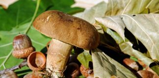 Czy Triderm można stosować na wargi sromowe?