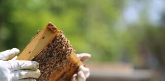 Jaka maść na pokrzywkę bez recepty?