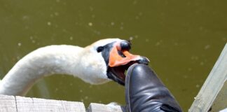 Dlaczego szczypie po stosunku?