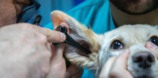 Co kupić na swędzenie warg sromowych?