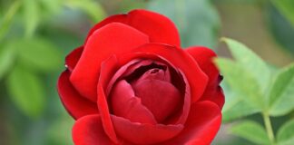 Jak budować namiętność?