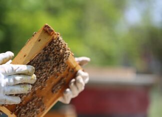 Z czego się bierze pokrzywka?