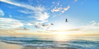 Czy ptaki mogą jeść boczek?