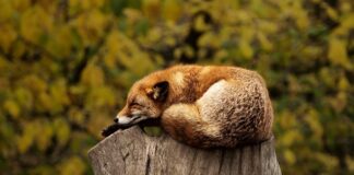 Jaki jasiek do spania?