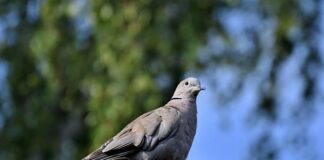 Czym nie wolno karmić gołębi?