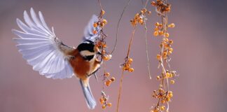 Jak samemu zrobić pokarm dla ptaków?