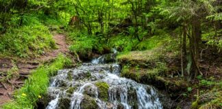 Z czego zrobić mieszankę dla ptaków?