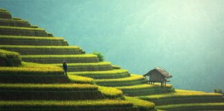 Czy ryż jest dobry na cholesterol?