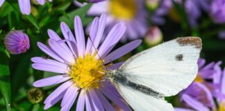 Do czego służy mączka chleba świętojańskiego?