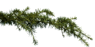 Czy Zatkane ucho może się samo Odetkać?