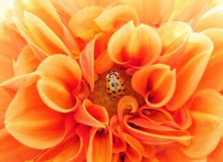 Jak wychodzą pasożyty przez skórę?