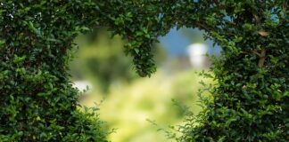 Kiedy najlepiej pić zieloną kawę?