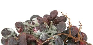 Czy można Dezynfekować Octeniseptem?