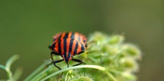 Jak zabezpieczyć się przed pluskwami by nie weszły do mieszkania?