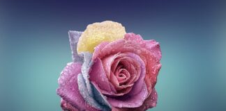 Czy płatki owsiane są dobre dla ptaków?