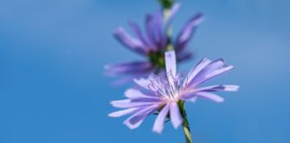 Czy cykoria zakwasza organizm?