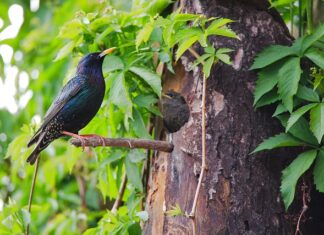 Jaki jest najsilniejszy lek na depresję?