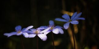 Czy suplementy diety wpływają na wątrobę?