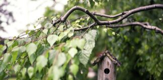 Na czym zawiesić karmnik?