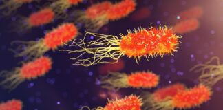 Co najbardziej wzmacnia organizm?