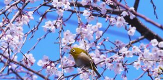 Co pić na potencje?