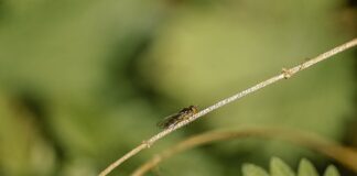 Czy wszy gryzą w szyję?