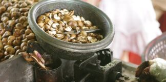 Czy z każdej gnidy wykluje się wsza?