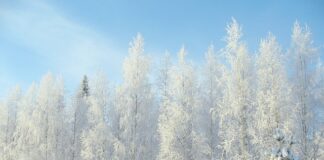 Jakie są minusy picia kawy?